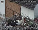 Capi_Dubne_20250519_160003.jpg