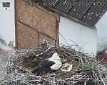 Capi_Dubne_20250519_164002.jpg