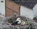 Capi_Dubne_20250519_165003.jpg