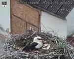 Capi_Dubne_20250519_165502.jpg