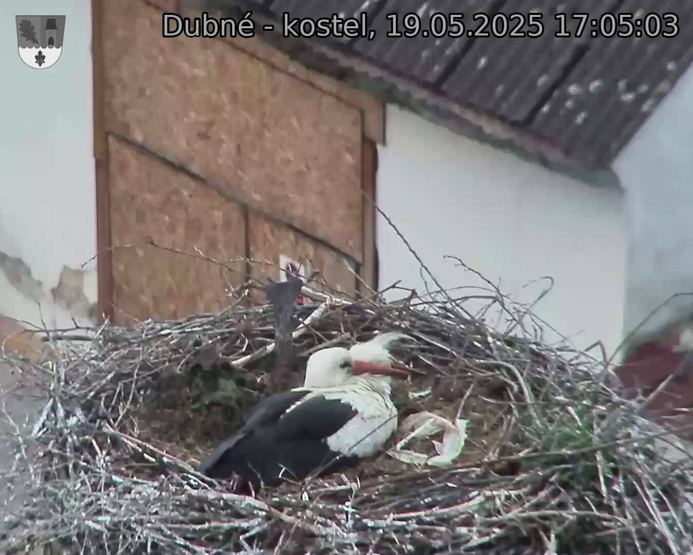 Capi_Dubne_20250519_170503.jpg (1350 x 1080)