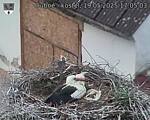 Capi_Dubne_20250519_170503.jpg