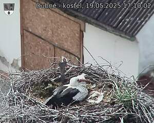 Capi_Dubne_20250519_171002.jpg (1350 x 1080)