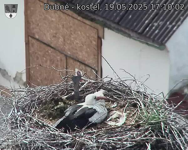 Capi_Dubne_20250519_171002.jpg (1350 x 1080)