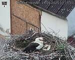 Capi_Dubne_20250519_171503.jpg