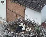 Capi_Dubne_20250519_172003.jpg