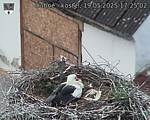 Capi_Dubne_20250519_172502.jpg