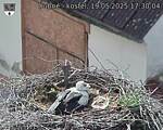 Capi_Dubne_20250519_173004.jpg