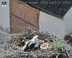Capi_Dubne_20250519_173503.jpg