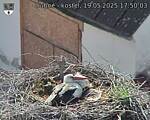 Capi_Dubne_20250519_175003.jpg