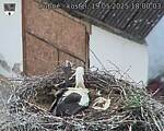 Capi_Dubne_20250519_180003.jpg