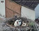 Capi_Dubne_20250519_180503.jpg
