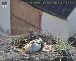 Capi_Dubne_20250519_181502.jpg