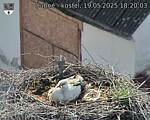 Capi_Dubne_20250519_182003.jpg
