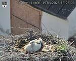 Capi_Dubne_20250519_182503.jpg
