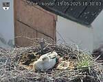 Capi_Dubne_20250519_183003.jpg