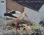 Capi_Dubne_20250519_183503.jpg