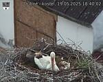 Capi_Dubne_20250519_184002.jpg