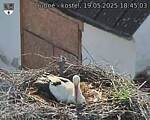 Capi_Dubne_20250519_184503.jpg