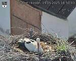 Capi_Dubne_20250519_185003.jpg