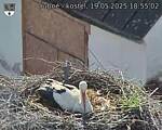 Capi_Dubne_20250519_185502.jpg