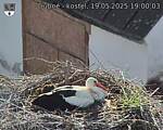 Capi_Dubne_20250519_190003.jpg