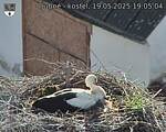 Capi_Dubne_20250519_190504.jpg