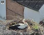 Capi_Dubne_20250519_192003.jpg