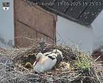 Capi_Dubne_20250519_192503.jpg