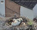 Capi_Dubne_20250519_193002.jpg