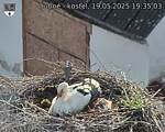 Capi_Dubne_20250519_193503.jpg