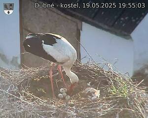 Capi_Dubne_20250519_195503.jpg (1350 x 1080)