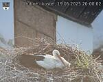 Capi_Dubne_20250519_200002.jpg