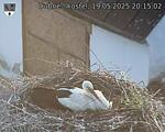 Capi_Dubne_20250519_201502.jpg