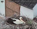 Capi_Dubne_20250519_202503.jpg