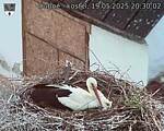 Capi_Dubne_20250519_203002.jpg