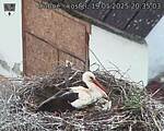 Capi_Dubne_20250519_203503.jpg
