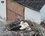 Capi_Dubne_20250519_204502.jpg