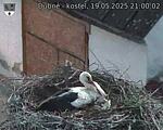 Capi_Dubne_20250519_210002.jpg