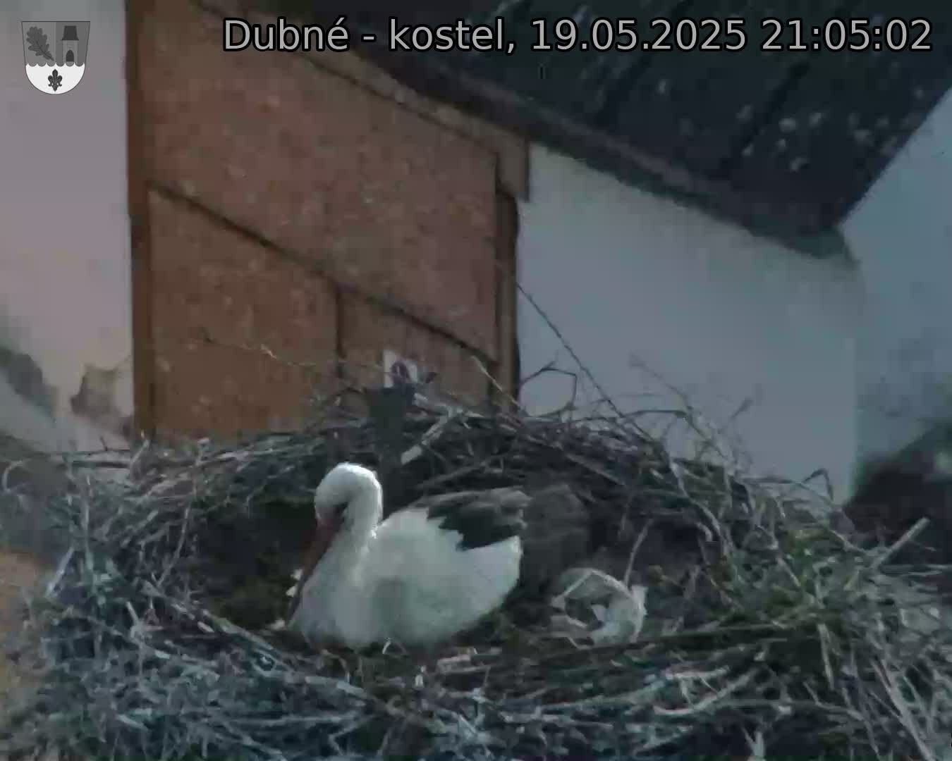 Capi_Dubne_20250519_210502.jpg (1350 x 1080)