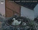 Capi_Dubne_20250519_210502.jpg
