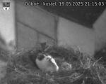 Capi_Dubne_20250519_211503.jpg