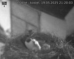 Capi_Dubne_20250519_212003.jpg