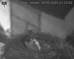 Capi_Dubne_20250519_212502.jpg