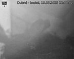 Capi_Dubne_20250519_220002.jpg