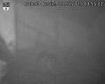 Capi_Dubne_20250520_035502.jpg