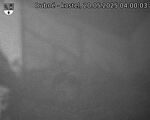 Capi_Dubne_20250520_040003.jpg
