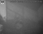Capi_Dubne_20250520_041502.jpg