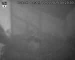 Capi_Dubne_20250520_042003.jpg