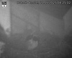 Capi_Dubne_20250520_042502.jpg